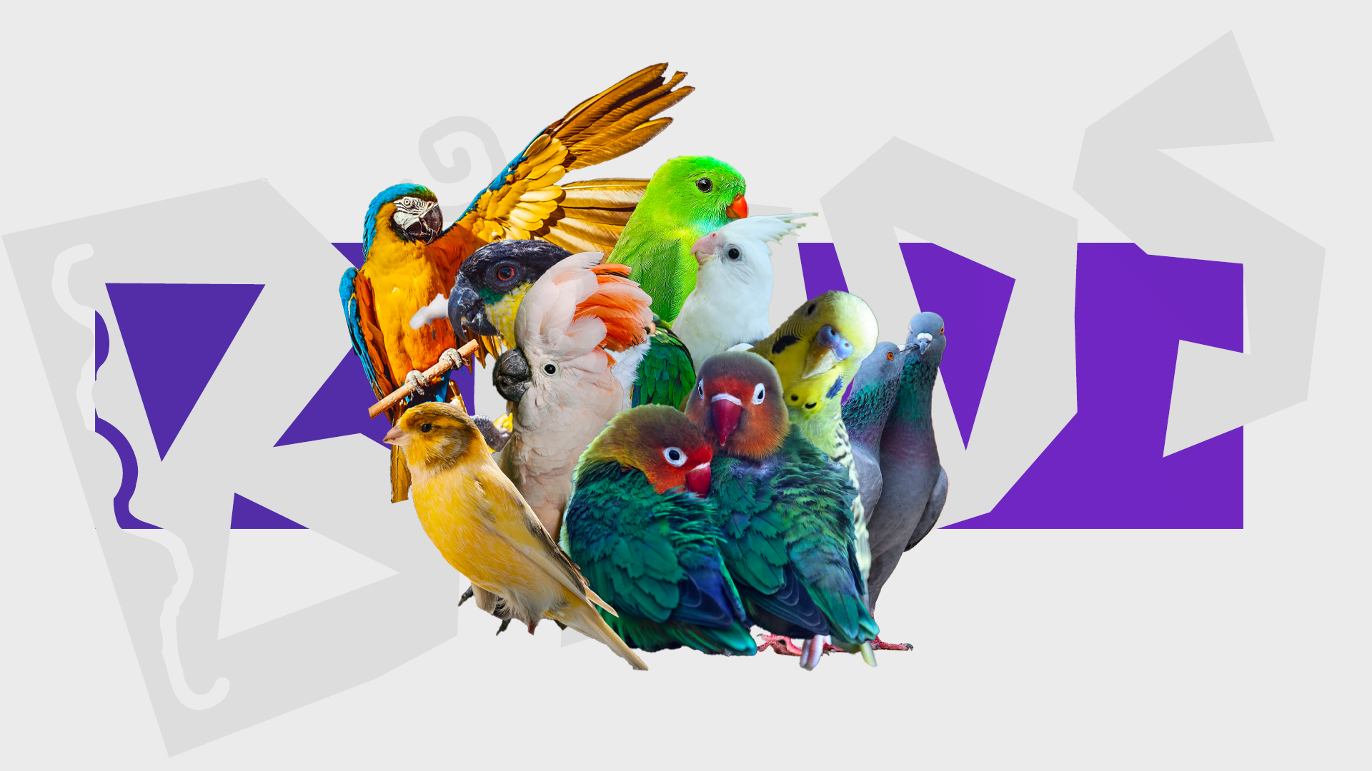 10 Top Friendly Pet Bird Species – Sniffer Blog